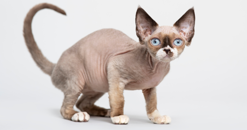 Devon-rex-macka